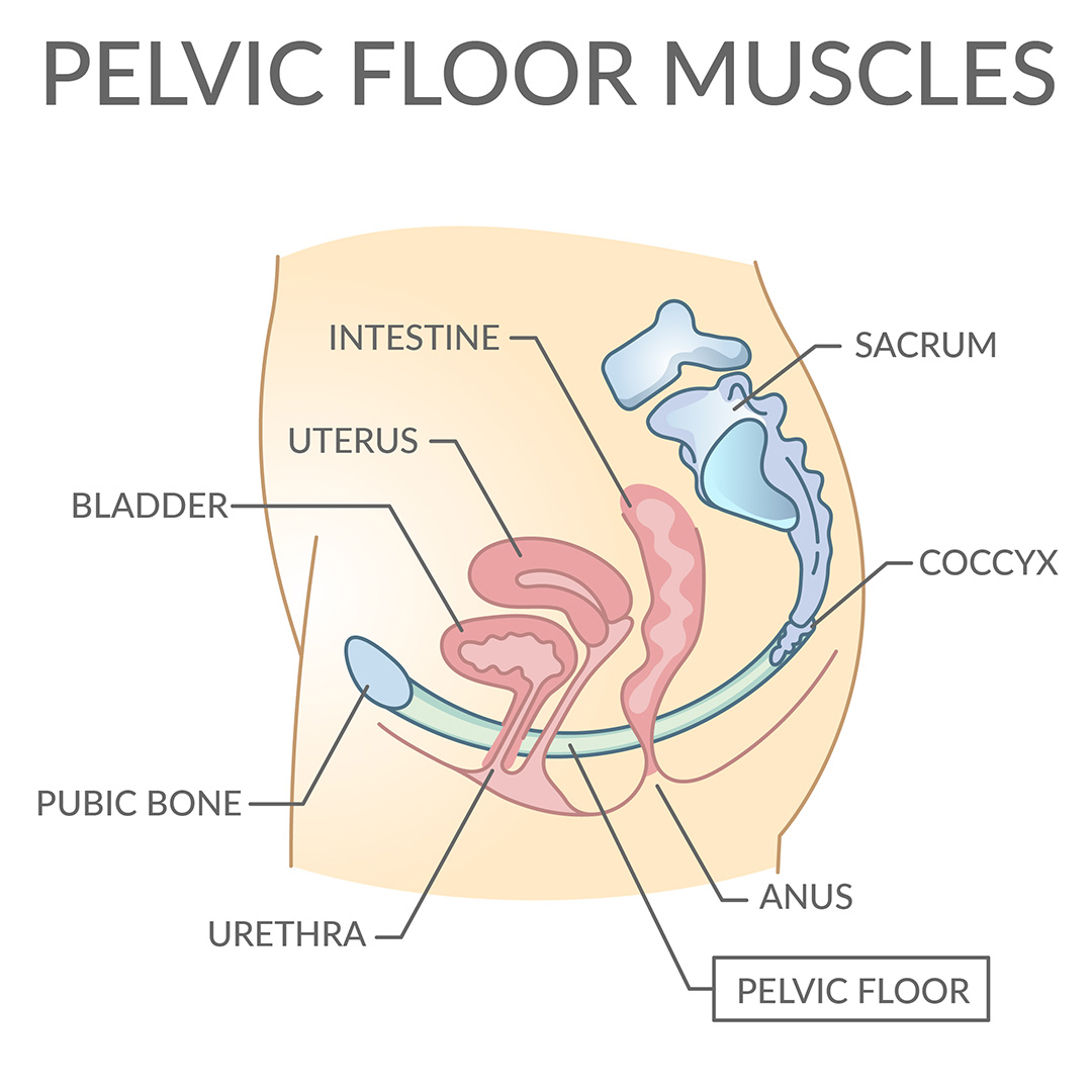 pelvic_floor